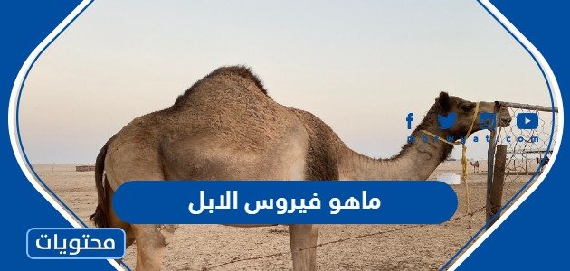 ماهو فيروس الابل الذي اصاب ثلاثة من لاعبين فرنسا